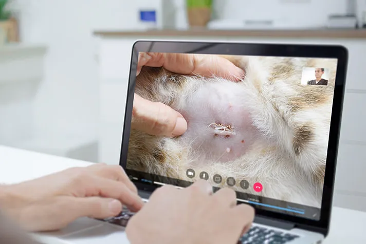 Tierarzt bei der Videosprechstunde am Tablet
