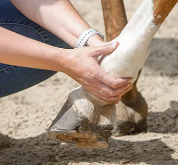 Tierärztin untersucht einen Pferdehuf