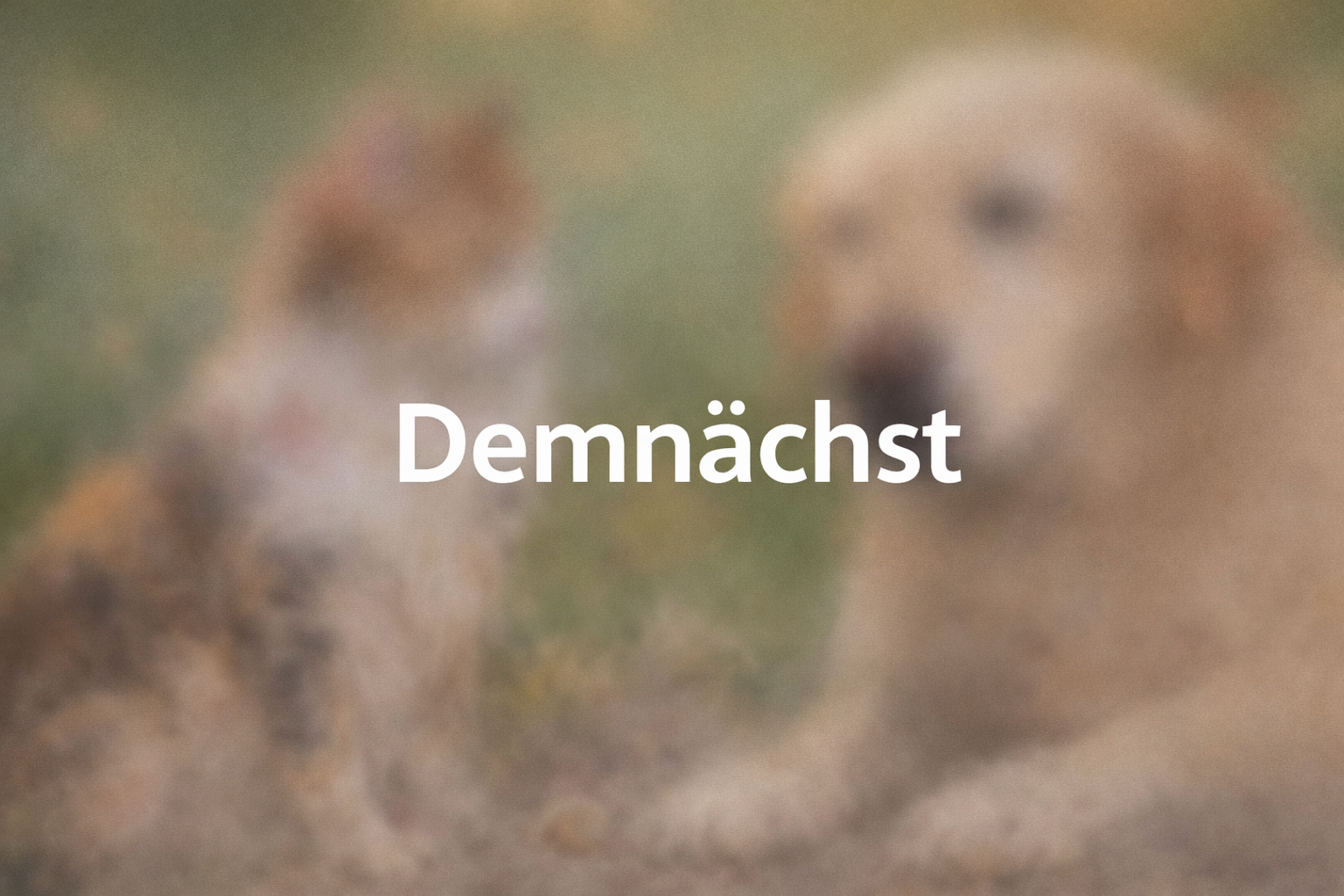 Demnächst