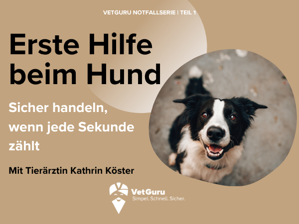 Erste Hilfe beim Hund Webinar von VetGuru