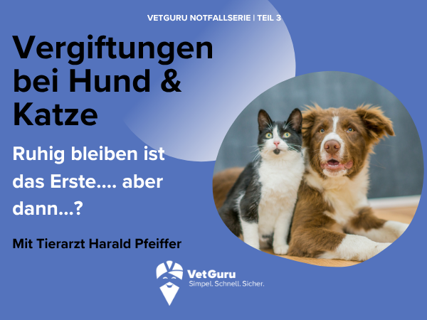 Vergiftungen bei Hund und Katze